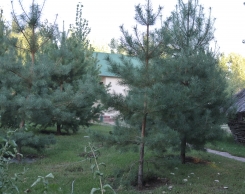 База Aхтуба